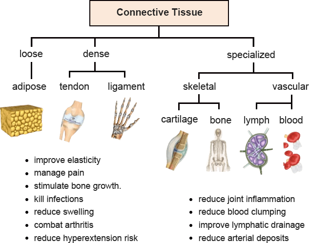 Connective Tissue