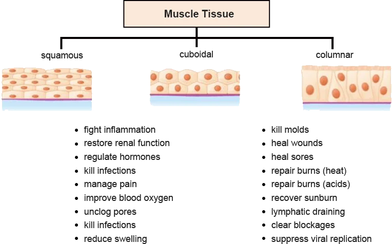Tissu musculaire (2)