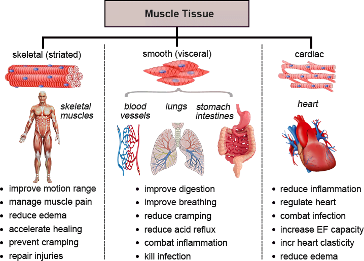 Muscle Tissue