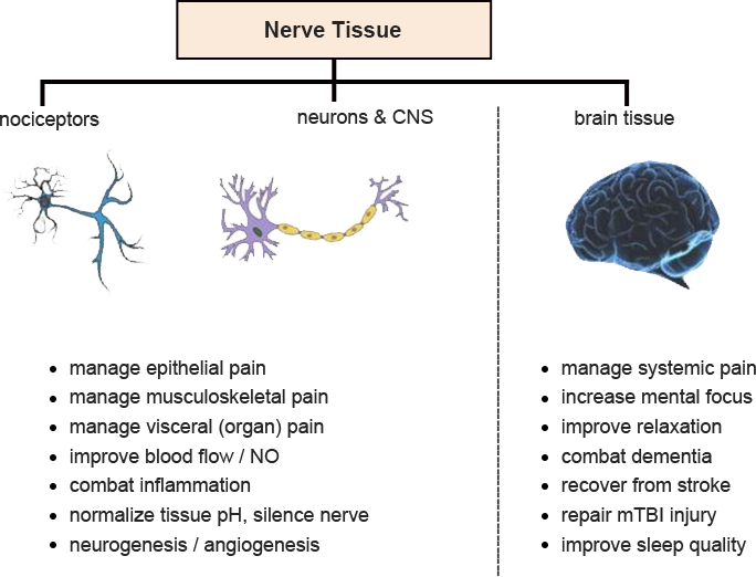 Nerve Tissue