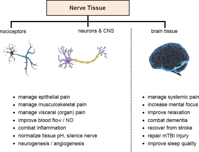 Tissu nerveux