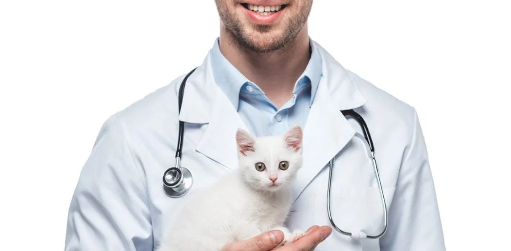 Terapia láser de clase 4 para gatos