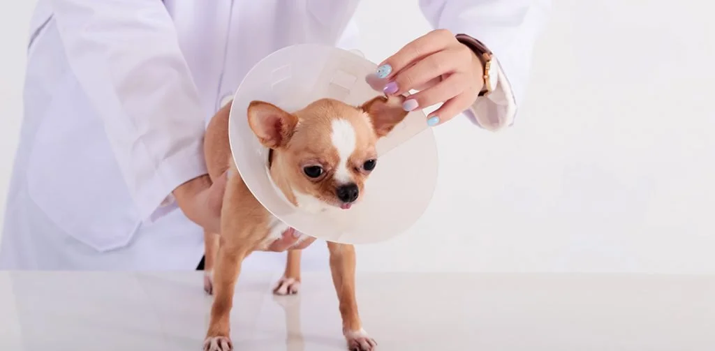 Class 4 Laser Therapy For Dogs