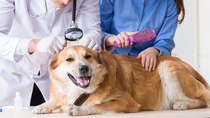 Veterinary laser therapy