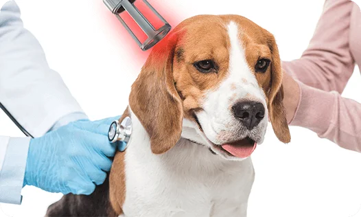Terapia láser para perros Láser de clase 4
