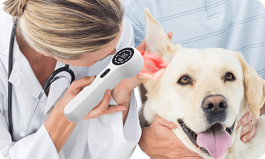 Laser Therapy For Dogs-cold laser