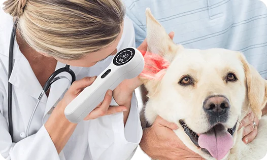 Terapia láser para perros-láser frío