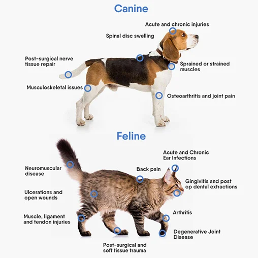 Terapia láser para perros