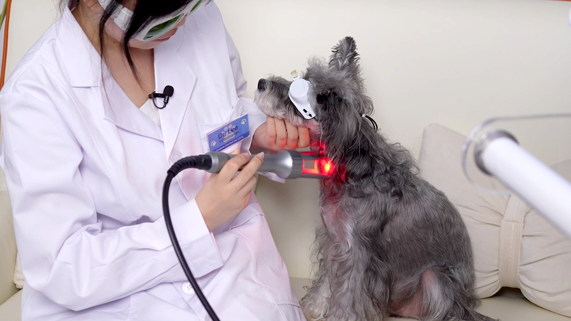 Laser therapy for dogs