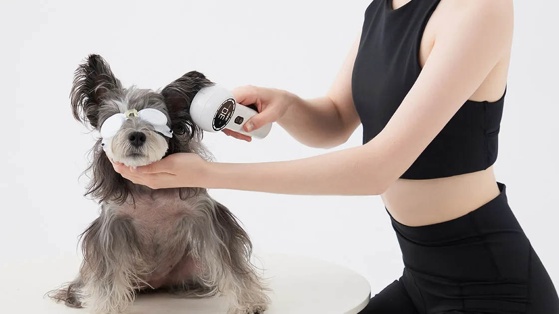 Terapia laser a frio para cães