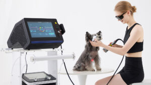 Terapia laser para cães