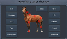 vet_horse