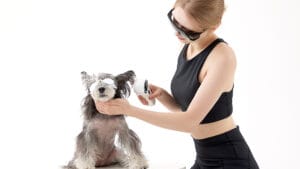 Terapia laser a frio para cães