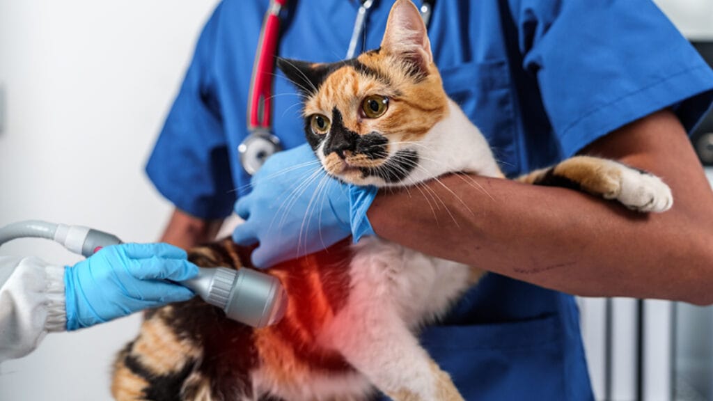 Revival Mystery: How Laser Therapy Eases Feline Neuromuscular Disease ...