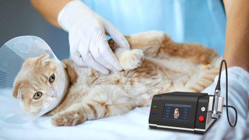 Picture of Class IV Laser Therapy for Feline Urinary Health | Rheinlaser ️